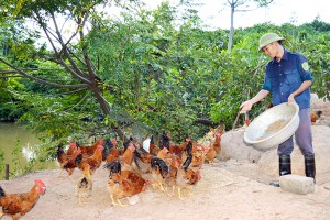 Cho vay vốn tạo việc làm: Nhiều khó khăn cần được tháo gỡ