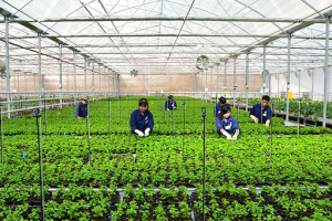 Hà Tĩnh ký kết hợp tác lao động với thành phố Pochoen (Hàn Quốc)