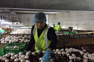 Ngày 7/2, mở lại cổng tiếp nhận hồ sơ lao động kết hợp kỳ nghỉ tại Australia