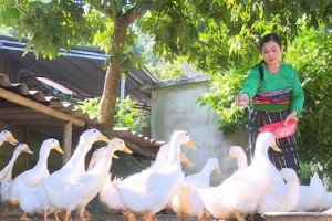 Thanh Hóa: Chính sách tín dụng góp phần giải quyết việc làm hiệu quả